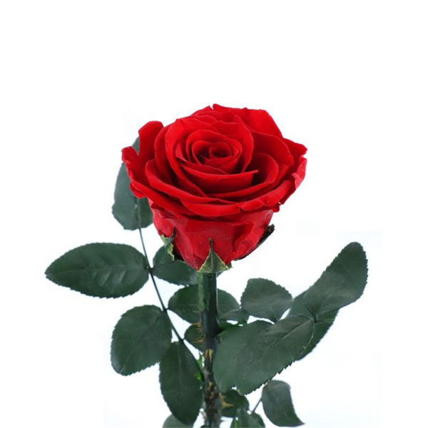 Wholesale Single Fake Rose