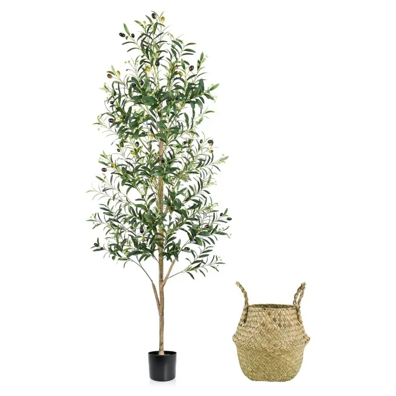 Indoor Potted Plants Wholesaler-1