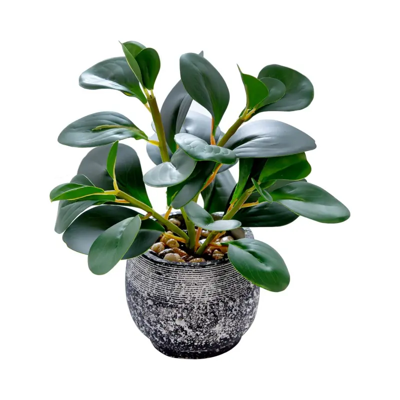 Indoor Potted Plants Wolesaler -1