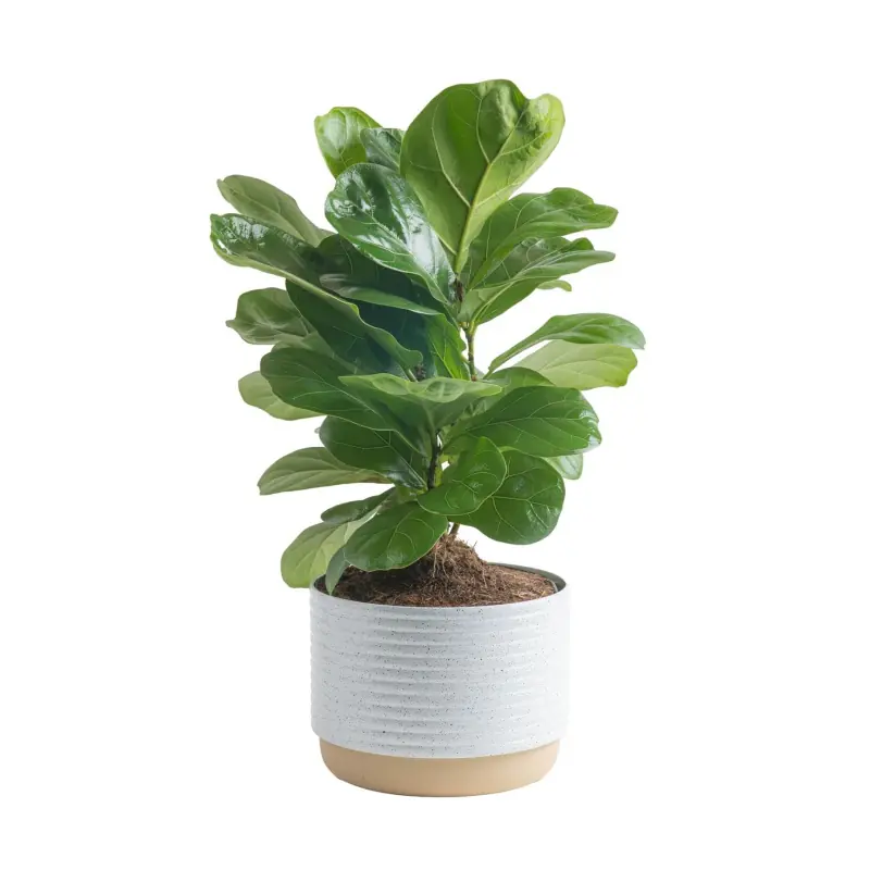 Indoor Potted Plants supplier-1