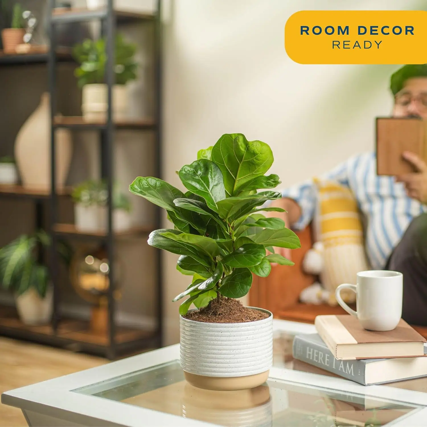 Indoor Potted Plants supplier-2