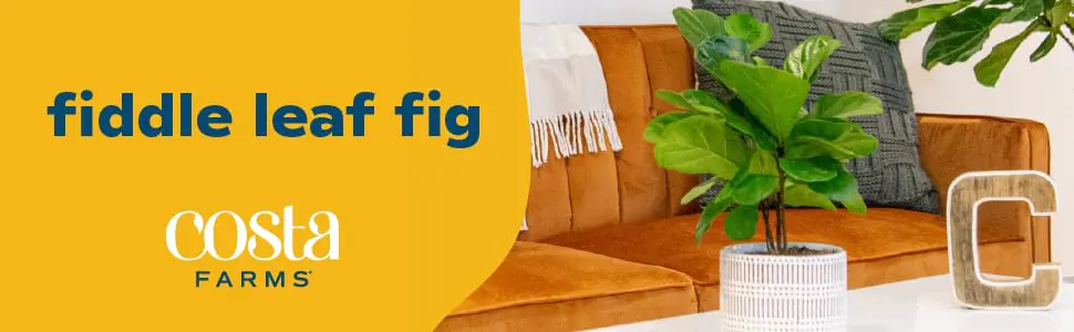 Indoor Potted Plants supplier-5