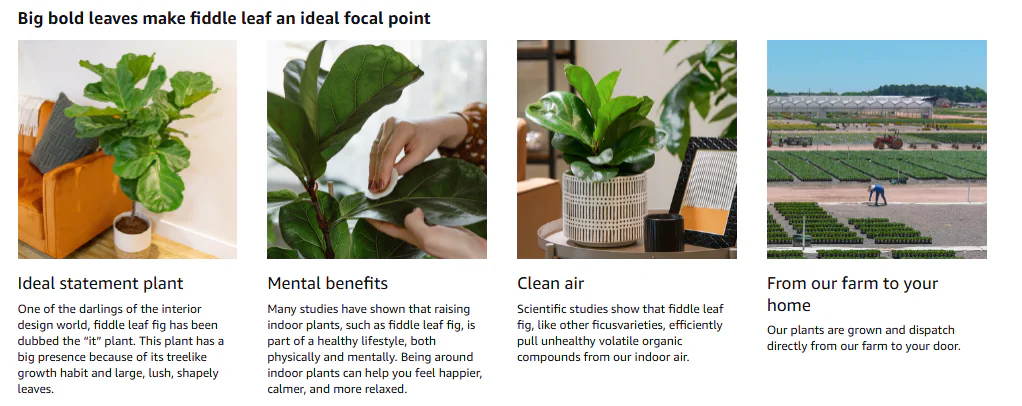 Indoor Potted Plants supplier-7