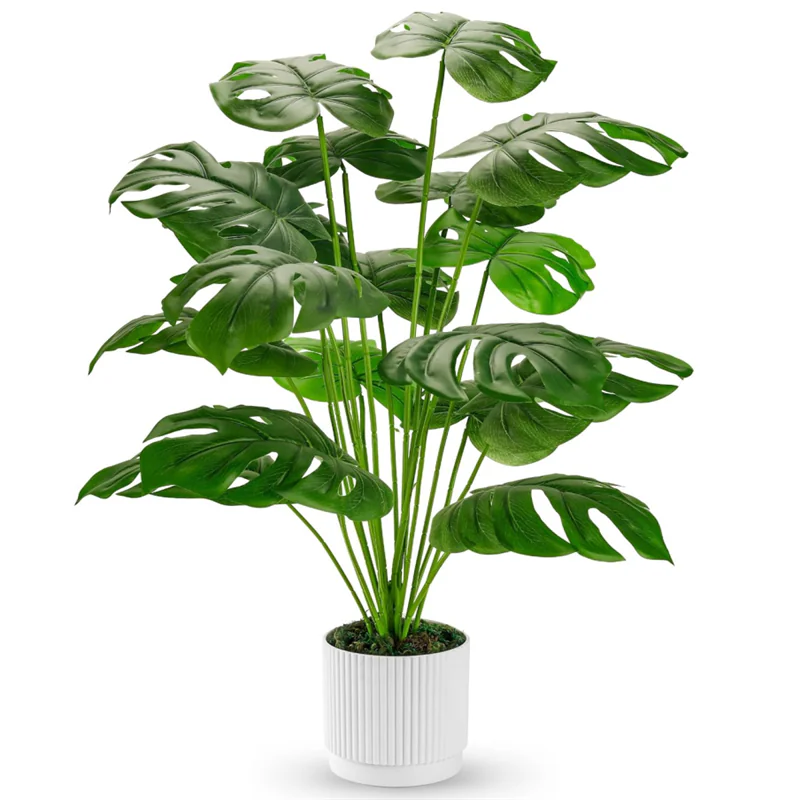 Potted Plants Exporter (9) 2025121003244963